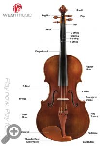 viola diagram